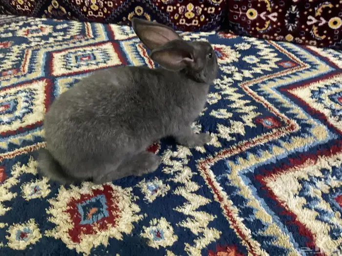 سلام عليكم ارنب للبيع موقعنا أملج 0