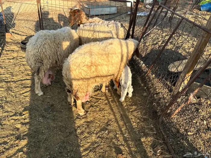 غنم مواليد 4