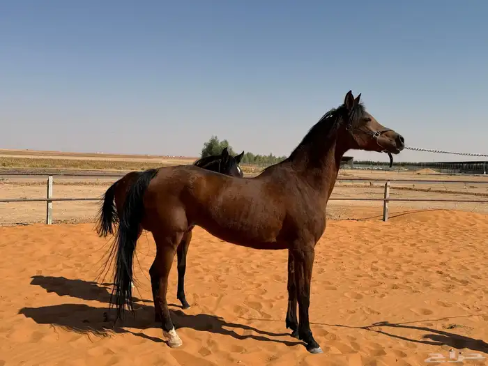 فرس واهو  مهره  عقد تشبيه 0