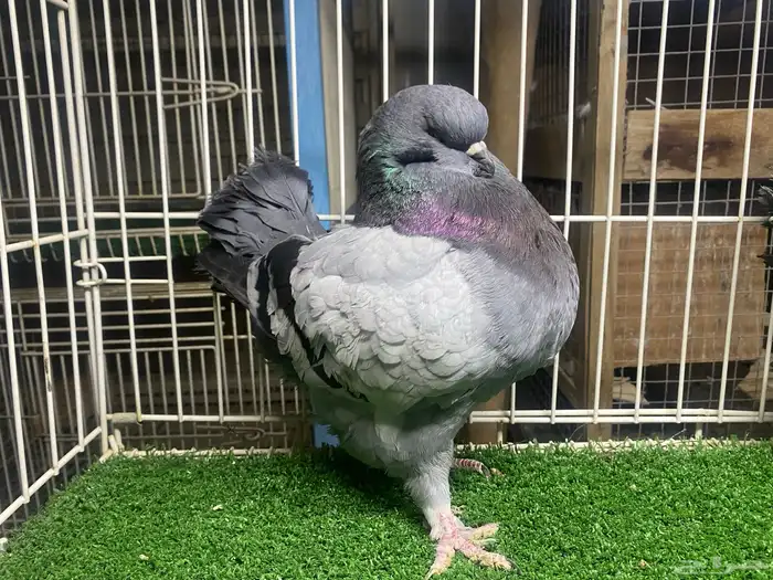 ذكر كنق مودينا 2