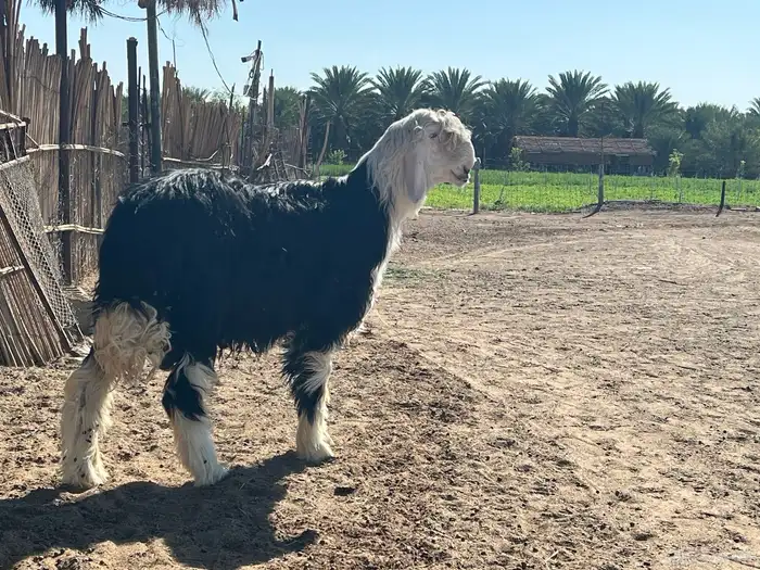 مشروع فحل نجدي فاخر العمر ثمانيه اشهر 3