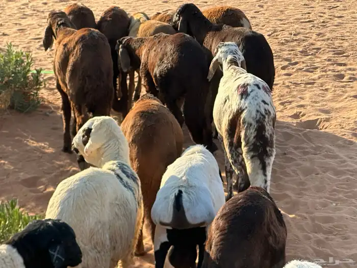 سواكنيات وبرابر حلال بر 3