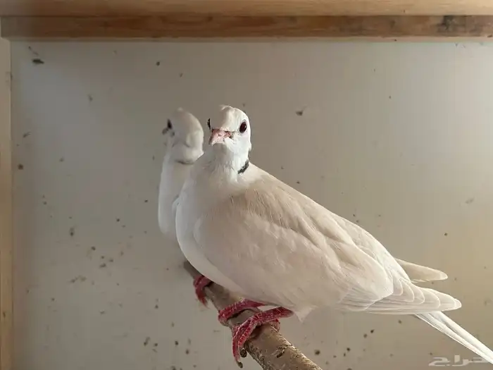 جوز حمام صدفي دبل كرست مع انتاجه 1