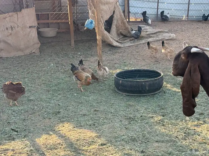 البيع دجاج بياض في الخرج 0