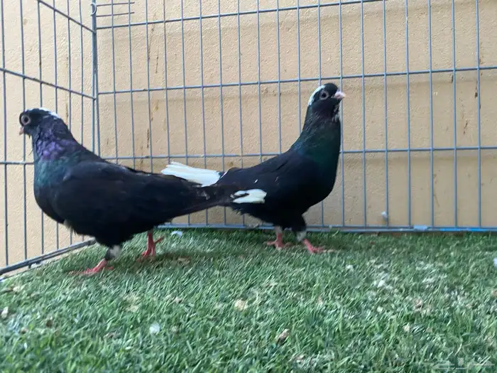 حمام قطيفي 2