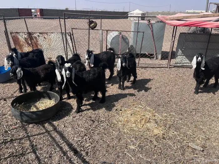 للبيع ذبايح تيوس وجفار 2