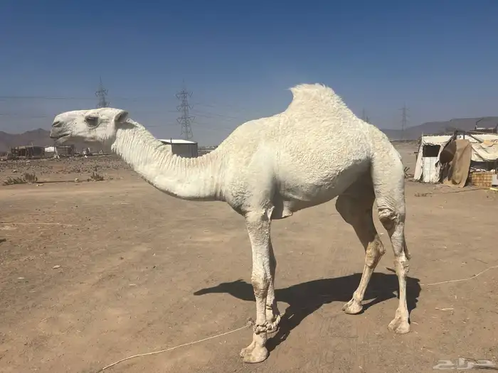 قعود رماني 4