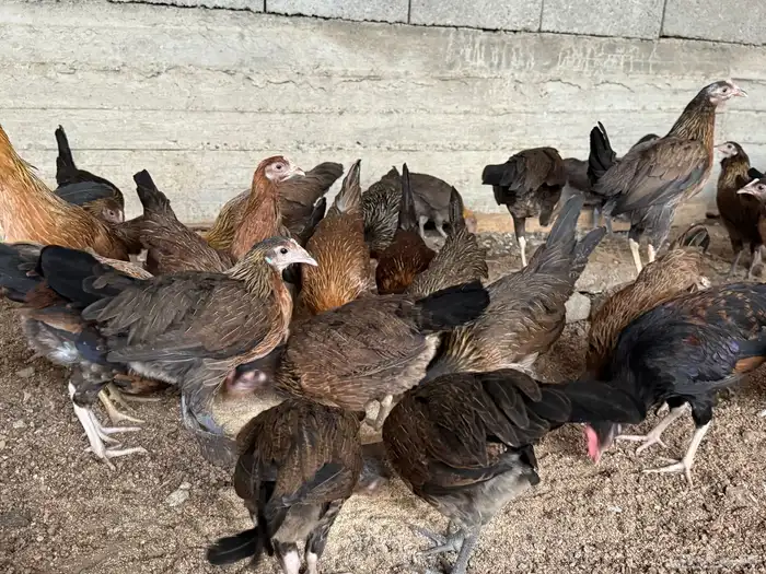 دجاج عربي بشاير 4