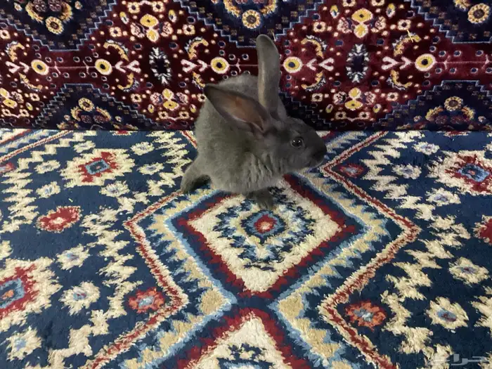 سلام عليكم ارنب للبيع سعر 250 ريال موقعنا في أملج 0