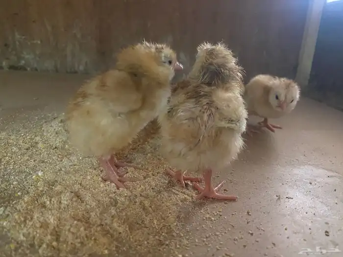 صوص صيصان كتاكيت دجاج فرنسي احمر الكمية محدودة 1