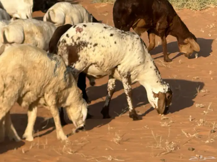 سواكنيات وبرابر حلال بر 44