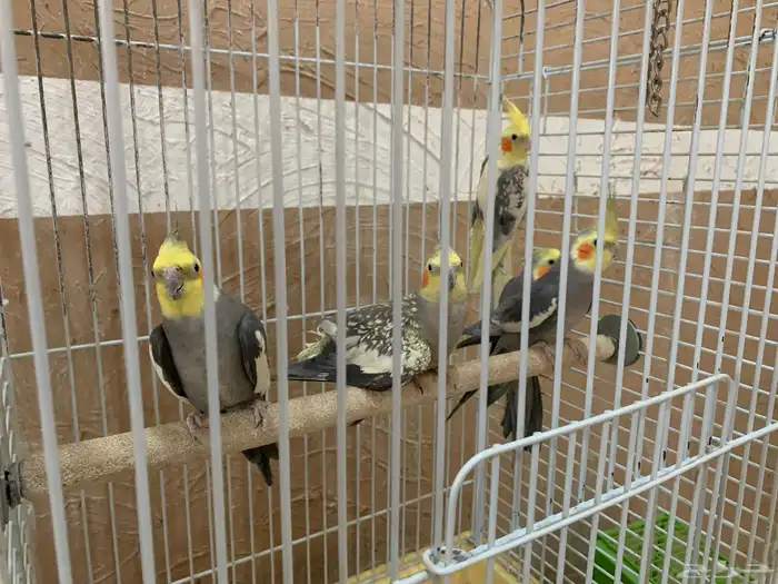 10 طيور كروان 1