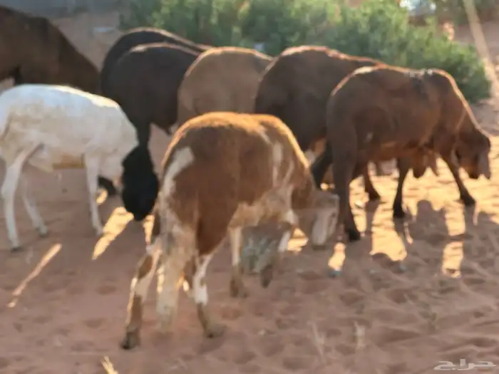 سواكنيات وبرابر حلال بر 0