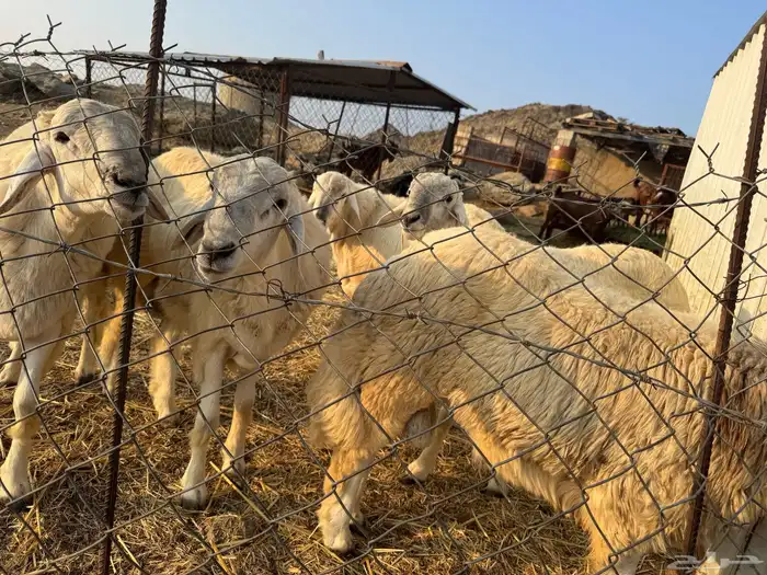 خرفان للبيع 2