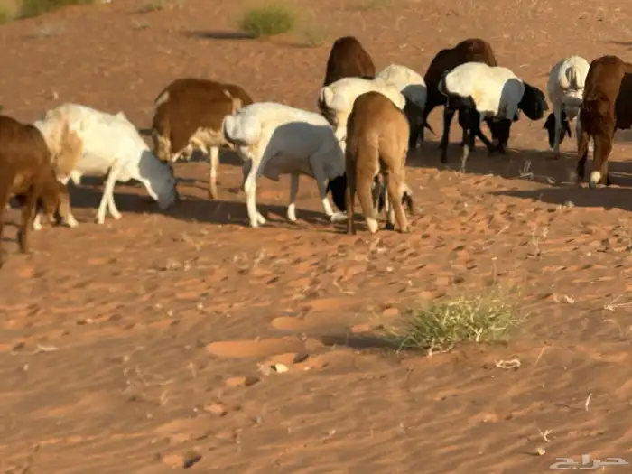 سواكنيات وبرابر حلال بر 75