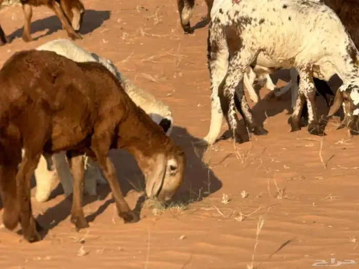 سواكنيات وبرابر حلال بر 34