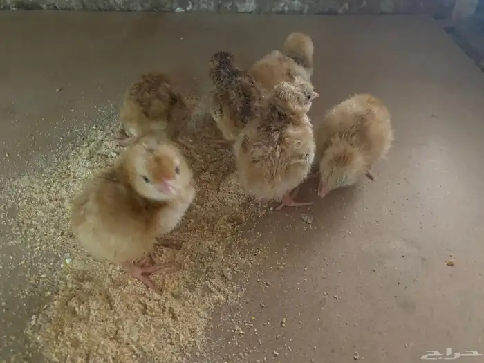 صوص صيصان كتاكيت دجاج فرنسي احمر الكمية محدودة 3