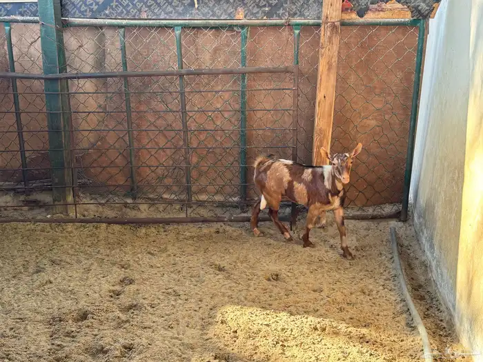 تيسن اقزام انتاج 2