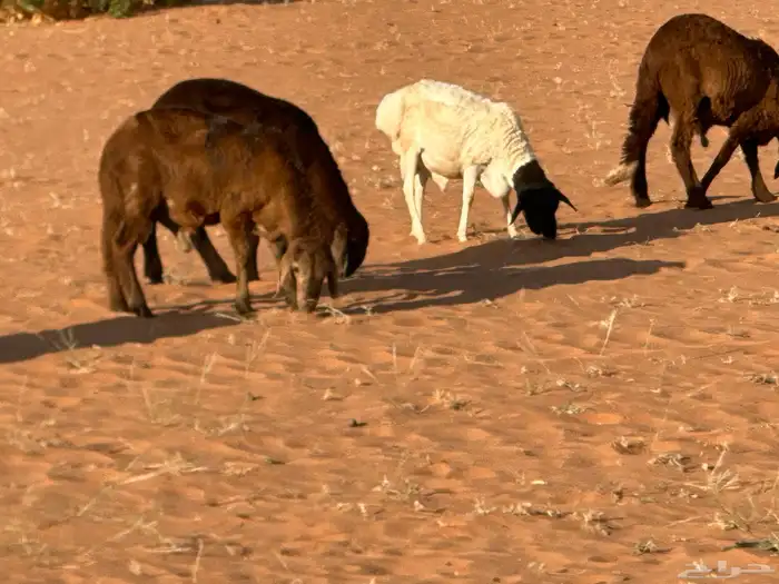 سواكنيات وبرابر حلال بر 31