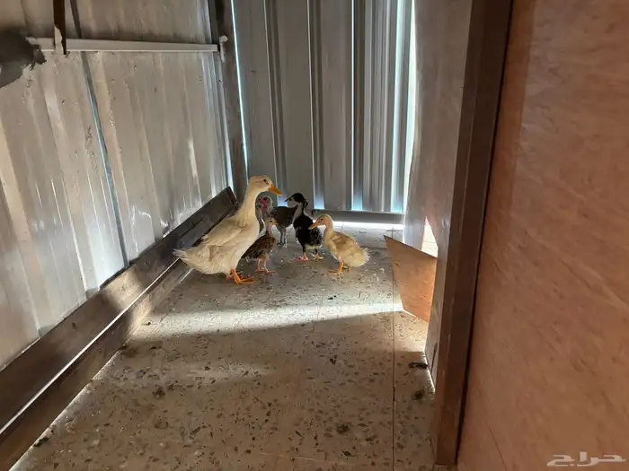 للبيع بط ودجاج متوسط العمرحسب الصورة 0