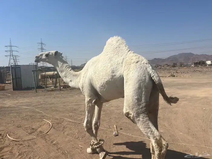 قعود رماني 3