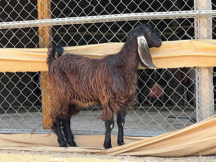 تيس فحل جذع 2