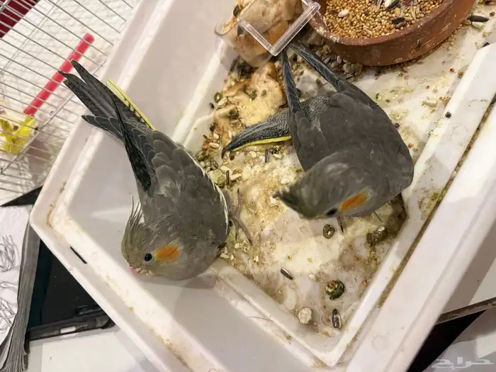 طيور كروان للبيع ما يشكي من شي 0