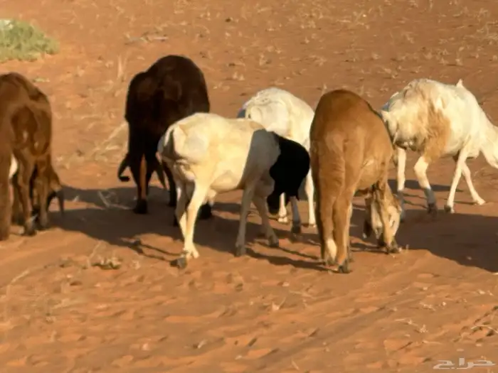 سواكنيات وبرابر حلال بر 50