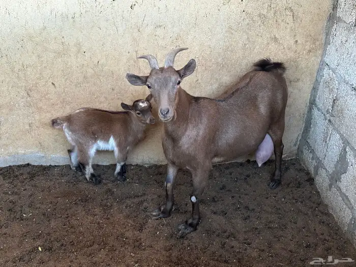 عنز قزميه ماكس معها جفرة عمرها تقريبا شهر 0