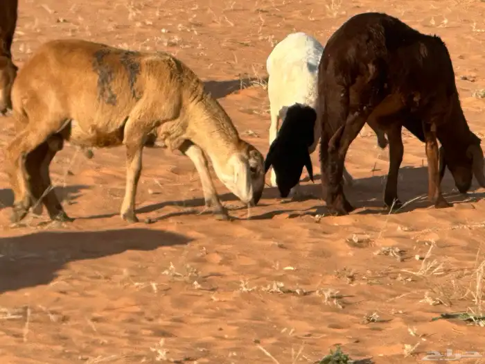 سواكنيات وبرابر حلال بر 20