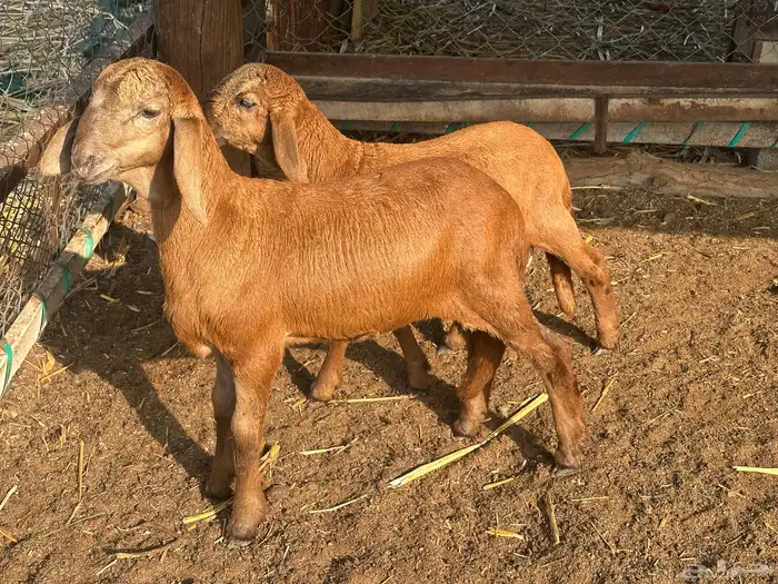 نعجه سواكني متبوعه برخل وفرير 3