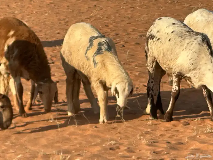 سواكنيات وبرابر حلال بر 23