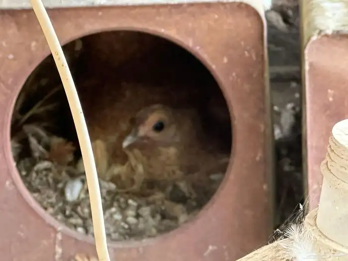 طقم دجاج سبرايت كريمي منتج حضان 4