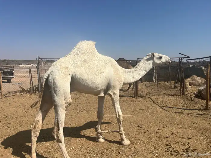 قعود رماني 1