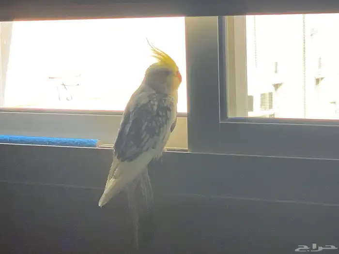 طائر كروان مفقود في مخطط الريان العسيلة 1