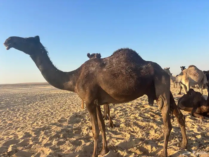 للبيع ناقه لقحه 2