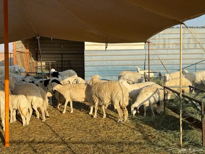 غنم حريات للبيع 1