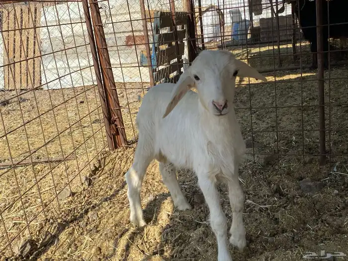 داغور طلي حري يرضع من اي شاه شرط 6