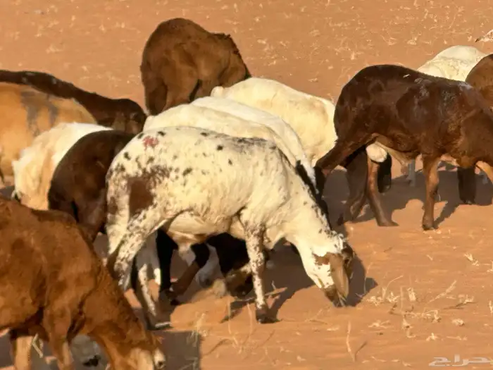 سواكنيات وبرابر حلال بر 39