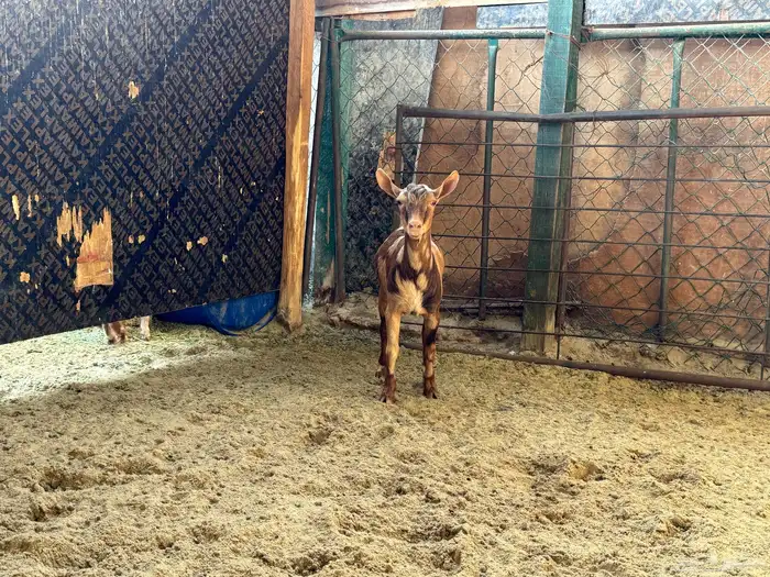 تيسن اقزام انتاج 3