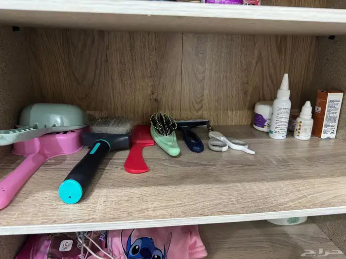 قطه هيميلايا و جميع المستلزمات 14