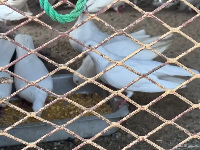 حمام صنعاني 2