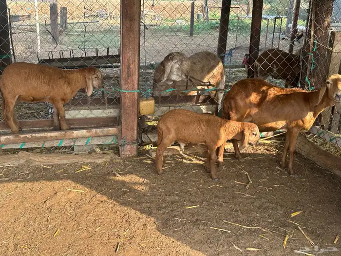 نعجه سواكني متبوعه برخل وفرير 6