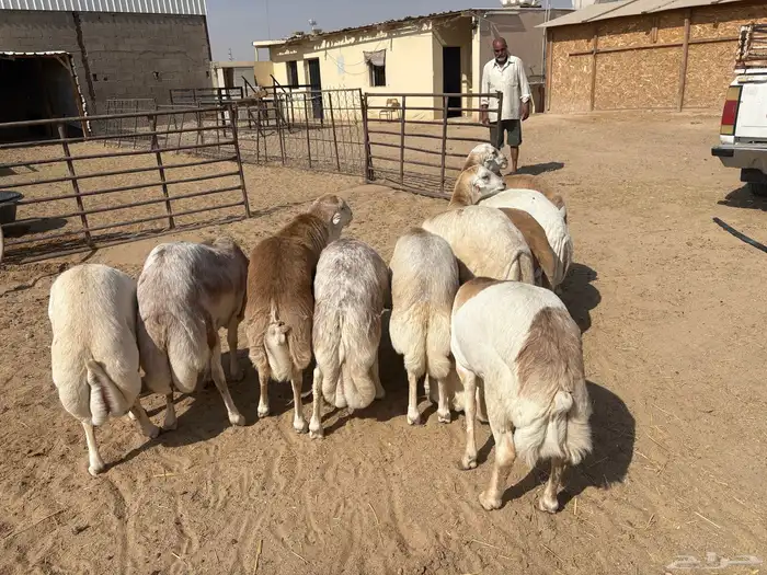 رفيدي صومالي تربيه 5 أشهر خرفان عدد 10 سومها 860 1