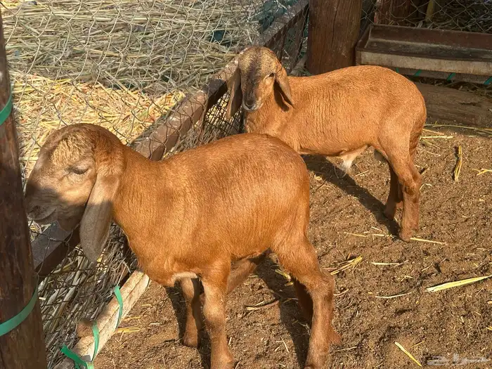 نعجه سواكني متبوعه برخل وفرير 1