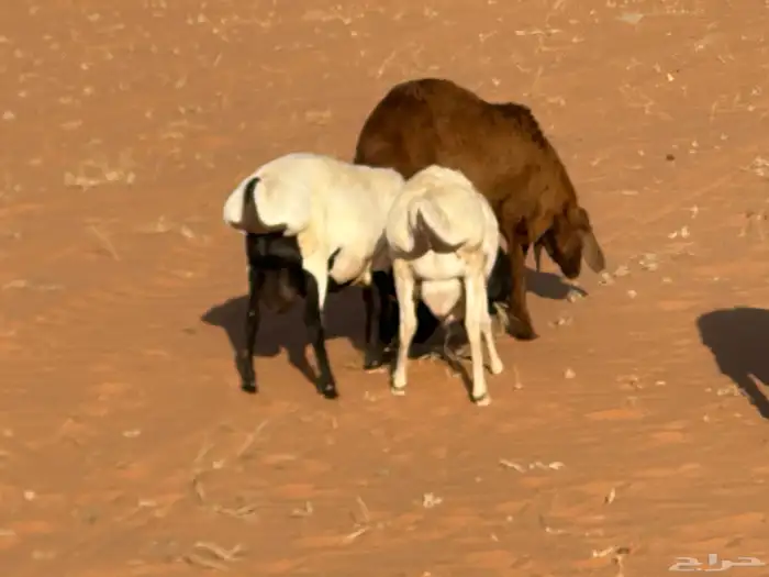 سواكنيات وبرابر حلال بر 52