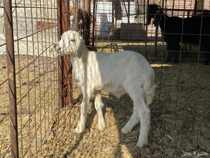 داغور طلي حري يرضع من اي شاه شرط 3