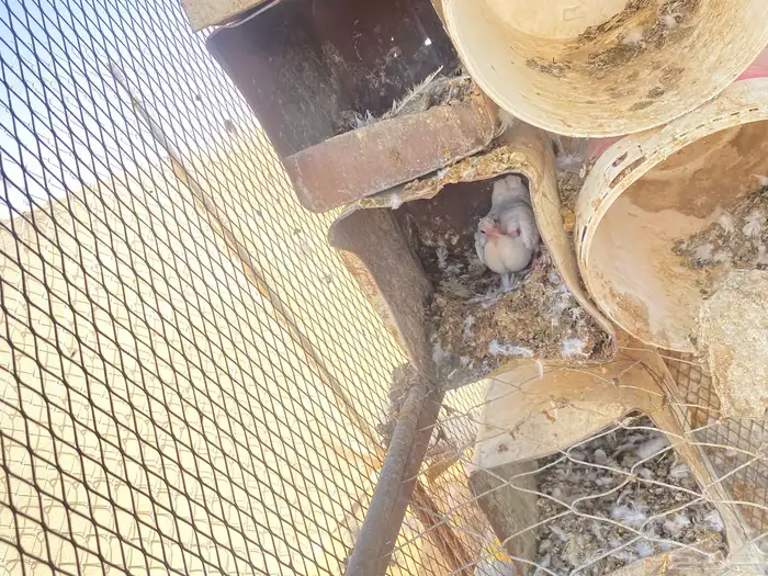 حمام فرنسي 15