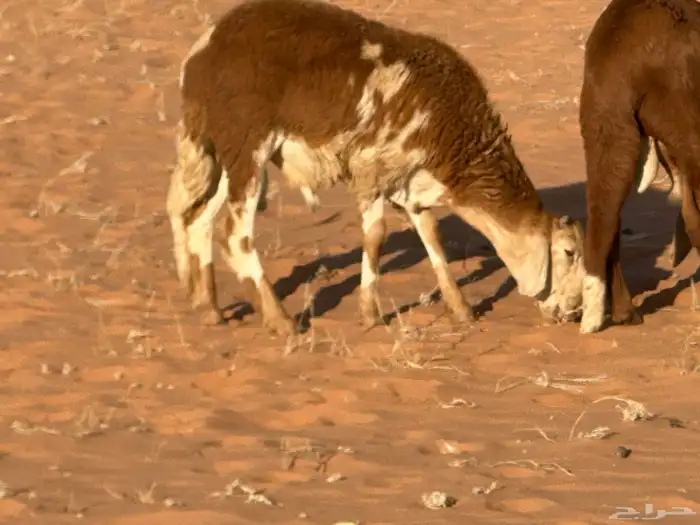 سواكنيات وبرابر حلال بر 38