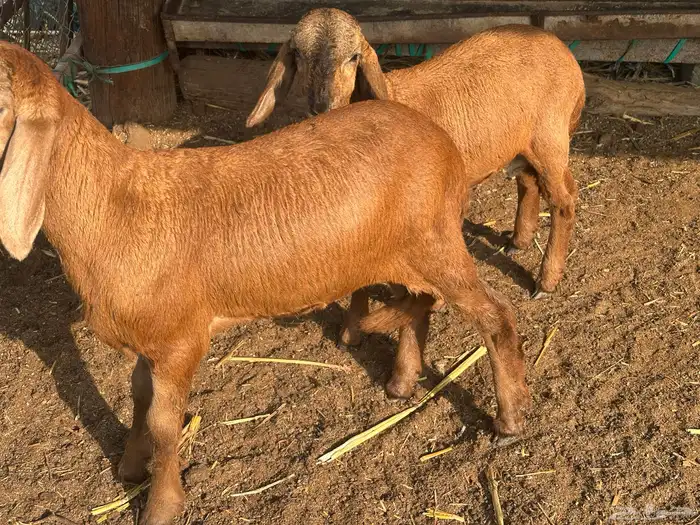 نعجه سواكني متبوعه برخل وفرير 4